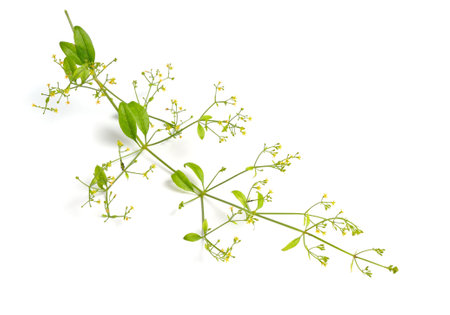 Rubia tinctorum, the rose madder or common madder or dyers madder. Isolated on white backgroundの写真素材