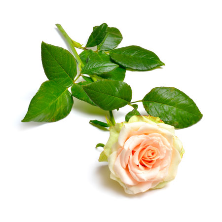 Light Pink or salmon rose. Isolated on white background. Full dept of fieldの写真素材