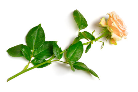 Light Pink or salmon rose. Isolated on white background. Full dept of fieldの写真素材