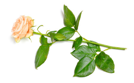 Light Pink or salmon rose. Isolated on white background. Full dept of fieldの写真素材