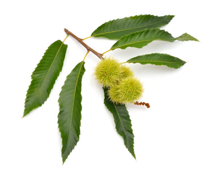 Castanea sativa, or sweet chestnut fruit. Isolated on white background.の写真素材