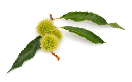 Castanea sativa, or sweet chestnut fruit. Isolated on white background.の写真素材
