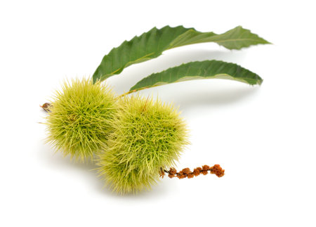 Castanea sativa, or sweet chestnut fruit. Isolated on white background.の写真素材