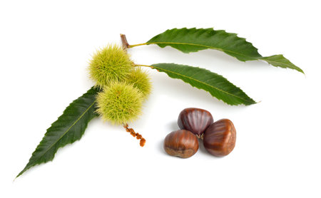 Castanea sativa, or sweet chestnut fruit. Isolated on white background.の写真素材