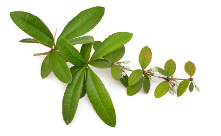 Berberis julianae, the wintergreen barberry or Chinese barberry. Isolated on white backgroundの写真素材