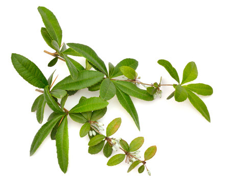 Berberis julianae, the wintergreen barberry or Chinese barberry. Isolated on white backgroundの写真素材
