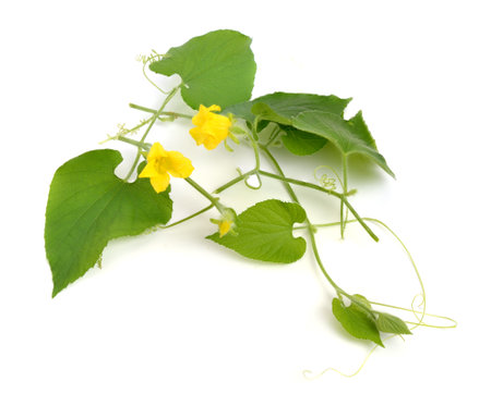 Thladiantha dubia, the Manchu tubergourd, goldencreeper, wild potato, or thladianthe douteuse.の写真素材