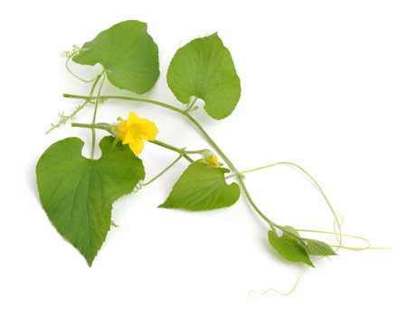 Thladiantha dubia, the Manchu tubergourd, goldencreeper, wild potato, or thladianthe douteuse.の写真素材