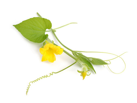 Thladiantha dubia, the Manchu tubergourd, goldencreeper, or thladianthe douteuse.の写真素材