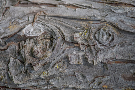 Macro shot of tree bark.の写真素材