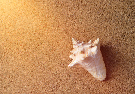 Shell in the sand. The concept of rest on the beach season is open! Top view.の写真素材