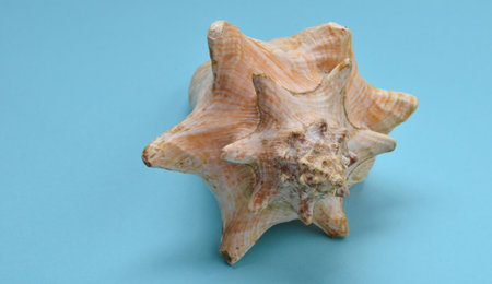 A large ocean shell on a blue background.