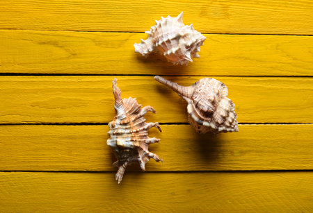 Species of shells on a yellow wooden background. Top View