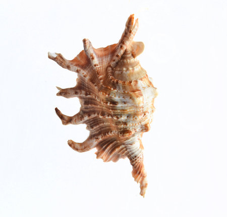 Seashell isolated on white background