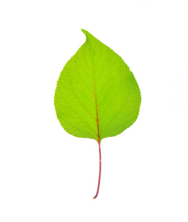 Green leaf isolated on white background