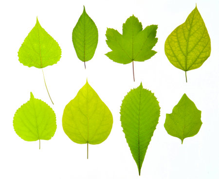 Variety of types of green leaves isolated on a white background