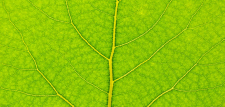 Texture of green leaf close-up. Natural background, leaf fibers