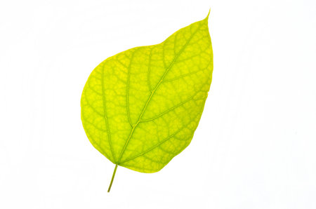 Green leaf isolated on white backgroundの写真素材