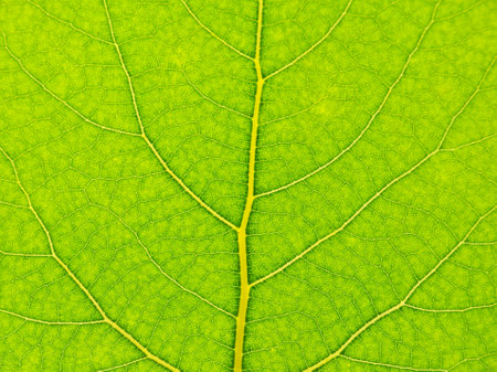 Texture of green leaf close-up. Natural background, leaf fibers