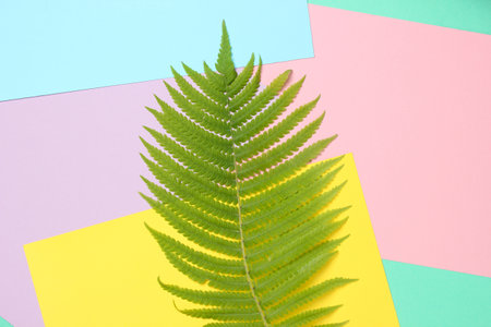 Fern leaf on a colored pastel background. top view, minimalismの写真素材