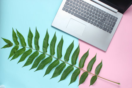 Fern leaf, laptop on a colored pastel background, botanical style, modern gadgets, online work, top...