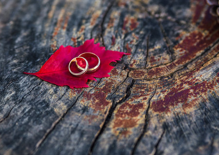 wedding ringsの写真素材