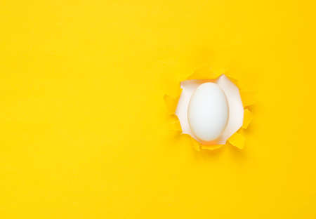 White chicken egg through the torn hole of yellow paper. Minimalism conceptの写真素材