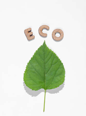 Save the planet minimal concept. Green leaf and word eco on white backgroundの写真素材