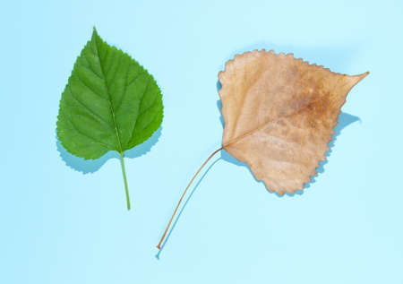 Autumn and spring. Green and fallen autumn leaf on blue backgroundの写真素材