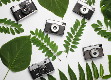 Retro style background of many retro cameras with green leaves on white paper. Top viewの写真素材