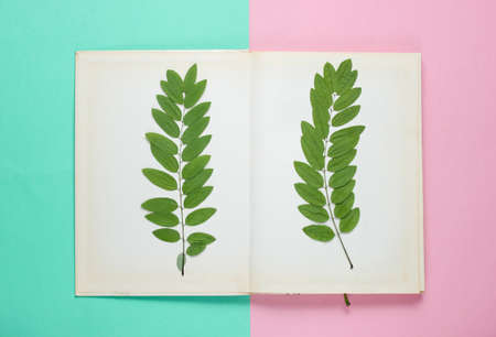 Dried twig with green leaves in an old book. Herbariumの写真素材