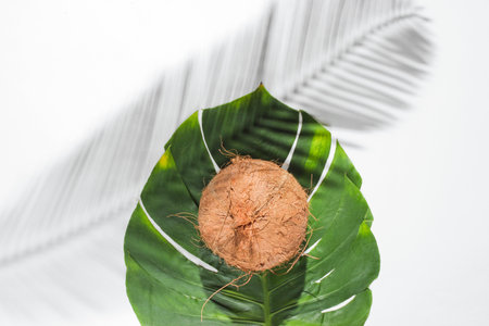 Minimalistic tropical still life. Coconut on monstera leaf with shadows from  palm leaves on white background. Creative fashion concept. Top view.の写真素材