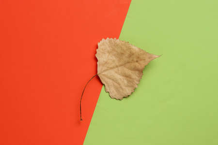 Dry autumn leaf on a colored paper background. Top viewの写真素材