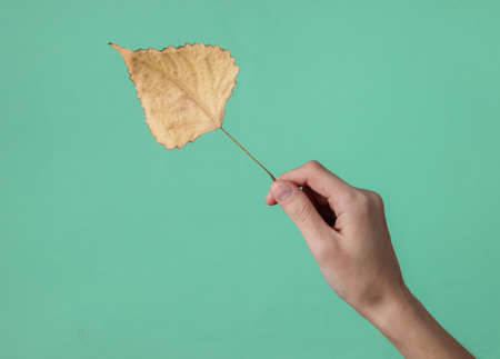 Female hand holds a dry autumn leaf of poplar on a mint green studio backgroundの写真素材