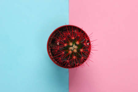 Cactus in a pot on pink blue pastel background. Indoor plant. Top view. Minimalismの写真素材