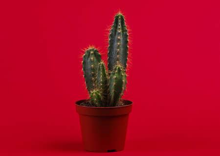 Cactus in pot on red studio background. minimalismの写真素材
