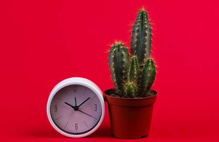 Cactus in pot with clock on red background. minimalism