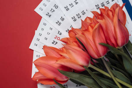 Red tulips and a monthly calendar on red background. top view. flat layの写真素材