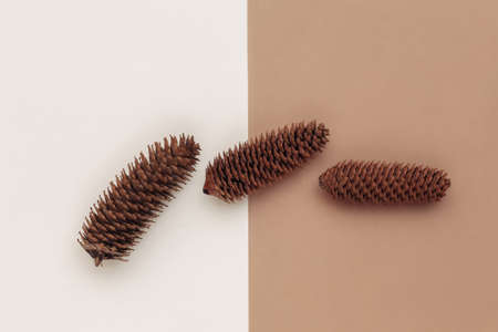 Pine cones on a brown-beige background. top viewの写真素材