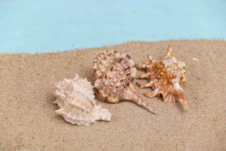 Seashells on the sand. Beach Rest Concept