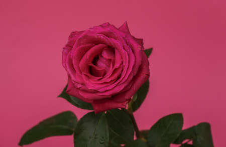 Pink rose on a pink background close upの写真素材