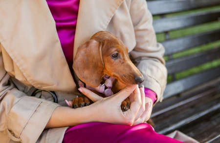 Cute dachshund puppy sitting in the arms of the hostess outdoorsの写真素材