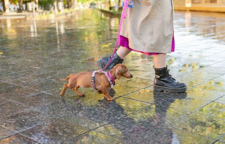 Walking with your pet. Woman walking with dachshund puppy on leash in city after rainの写真素材