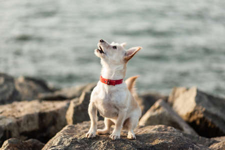 Cute dog on the stones at the coastの写真素材