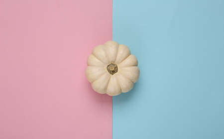 Mini white pumpkin on pink blue background