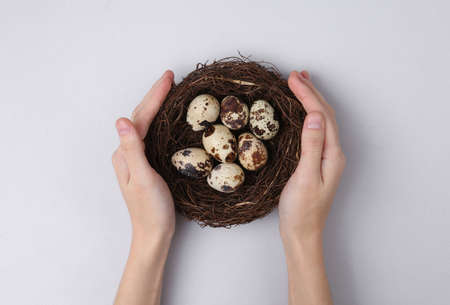 Hand holding Quail eggs in a nest on gray background. Care, Easter concept. top viewの写真素材