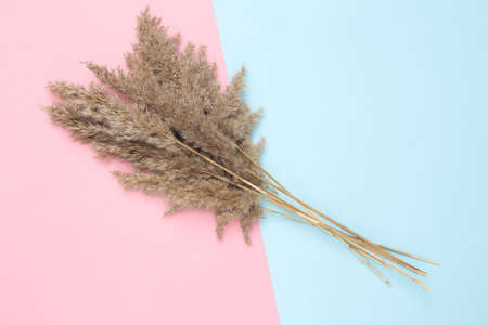 Floral design from Reeds foliage branches bouquet or pampas grass on pink blue pastel background. Flat lay, top viewの写真素材