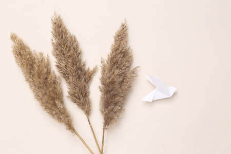 Floral design from Reeds branches or pampas grass on pastel beige background. Flat lay, top viewの写真素材
