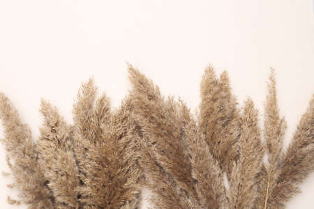 Floral design from Reeds foliage branches bouquets or pampas grass on pastel beige background. Flat lay, top view. copy spaceの写真素材