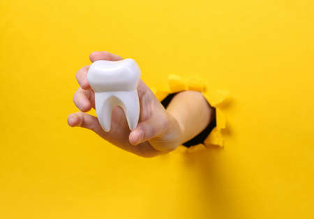 Female hand holds tooth model through torn hole yellow paper. Oral cavity care. concept art. minimalismの写真素材